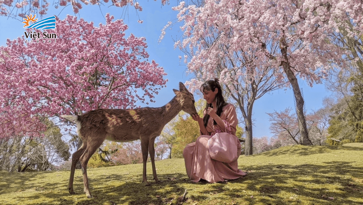 CÔng viên Nara Park.png