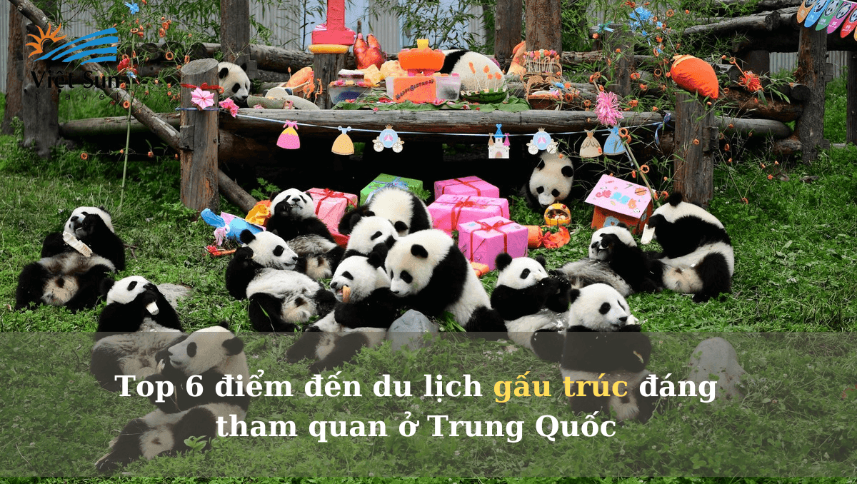 Top 6 điểm đến du lịch gấu trúc đáng tham quan ở Trung Quốc