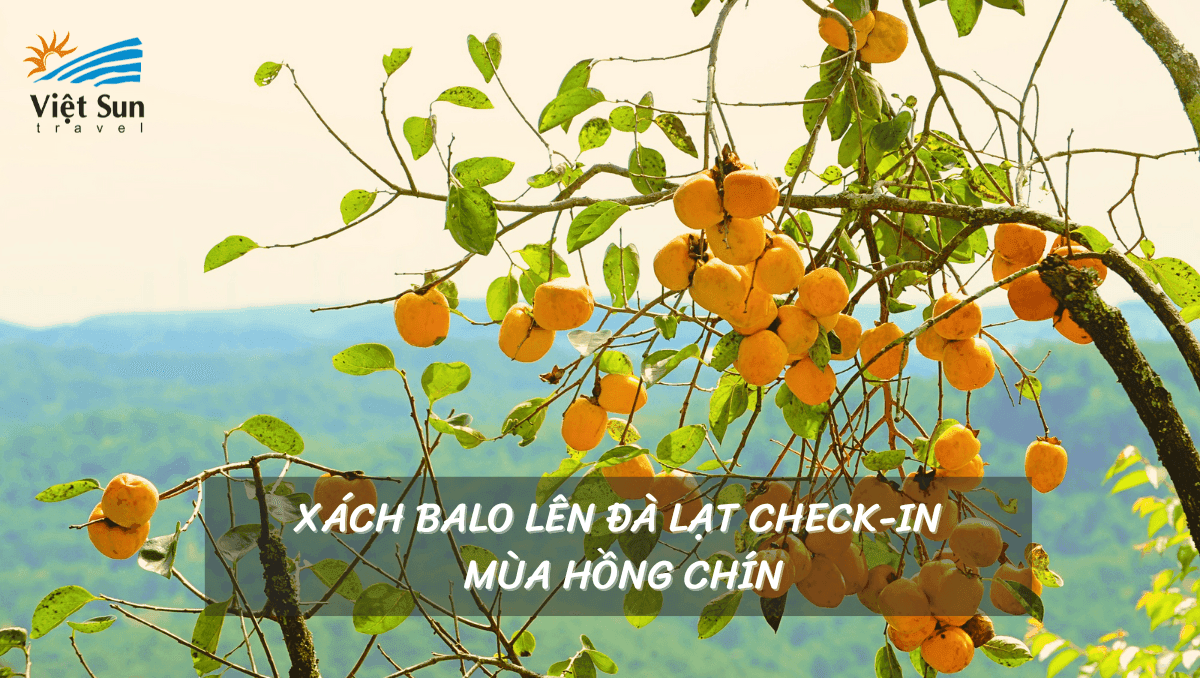 XÁCH BALO LÊN ĐÀ LẠT CHECK-IN MÙA HỒNG CHÍN