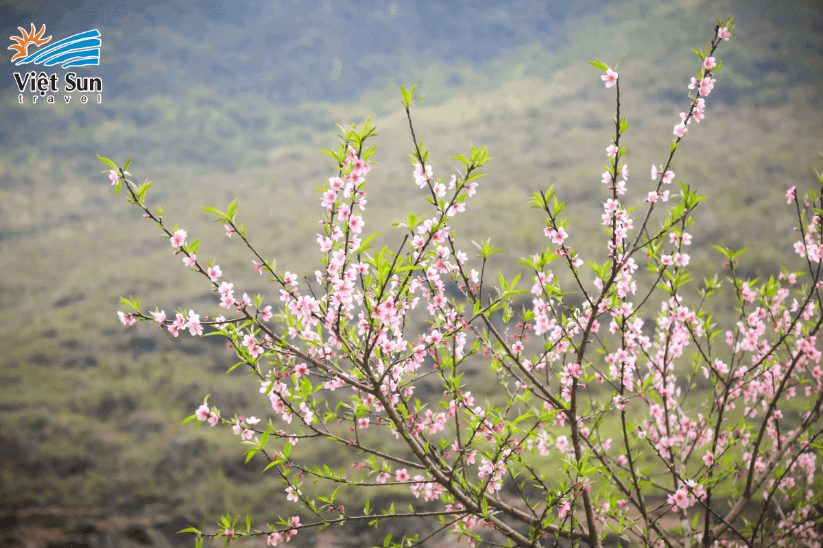Làng đào Nhật Tân - Hà Nội