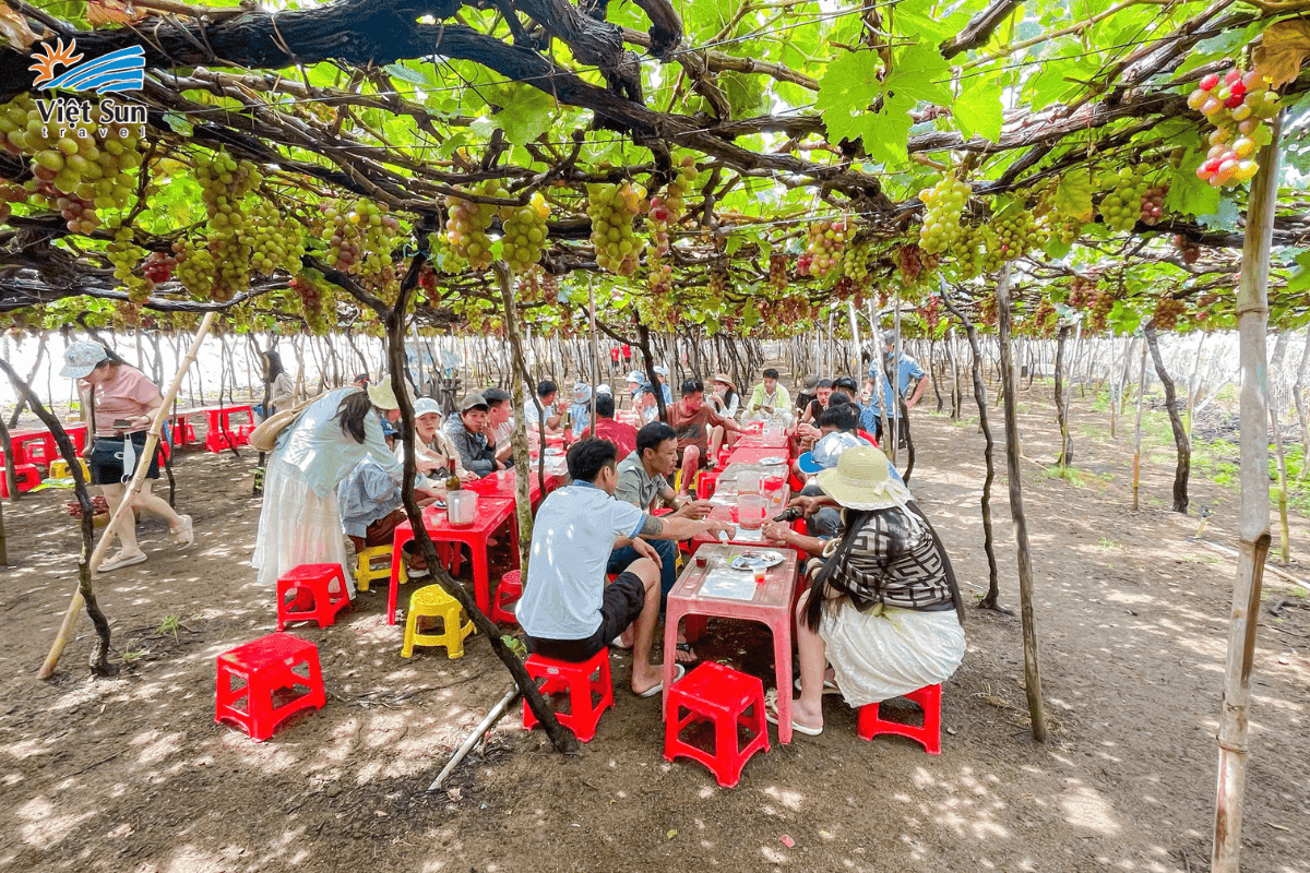 Khách Tour đoàn Viet Sun hái nho tại Ninh Chữ