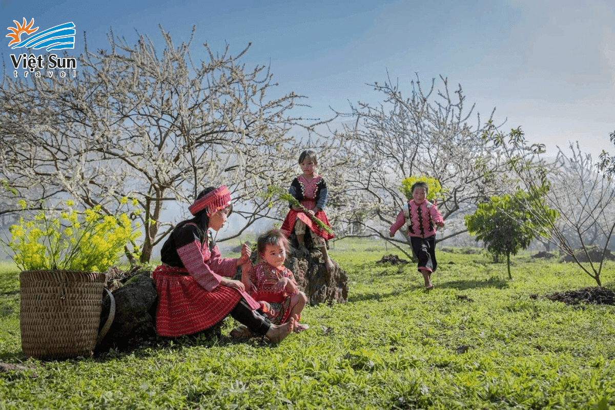 Đào Mai Châu - Hòa Bình