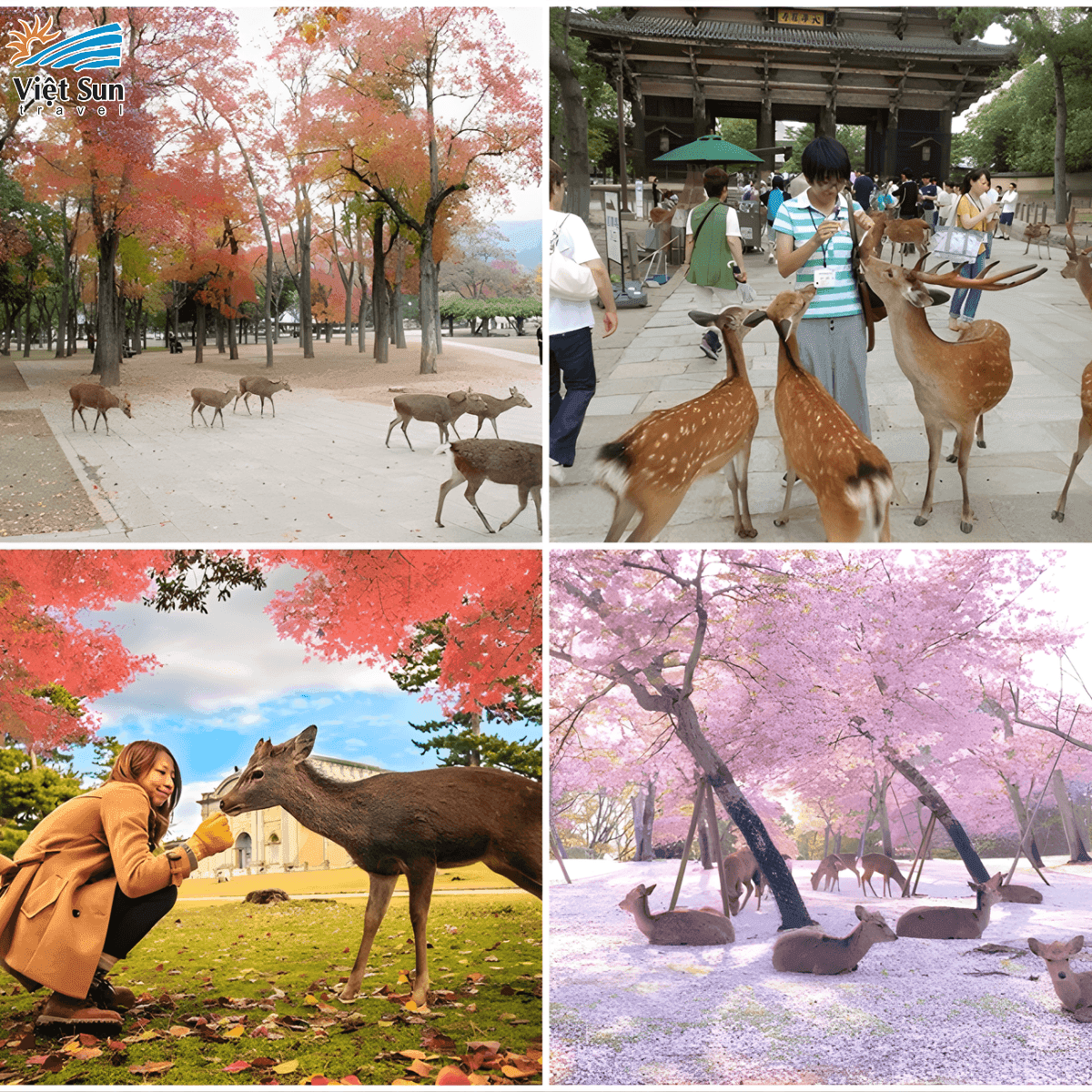 CÔNG VIÊN NARA PARK (2).png