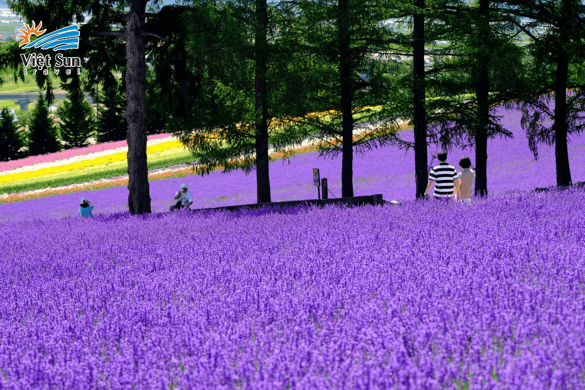 Cánh đồng hoa oải hương ở Furano, Hokkaido.