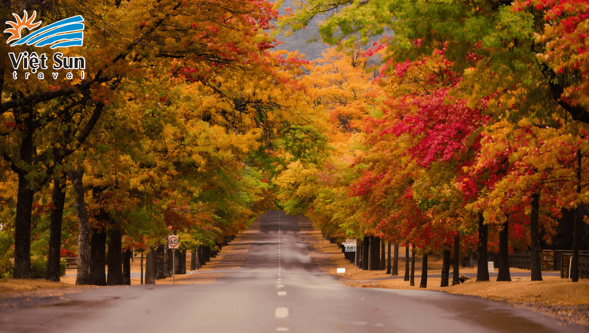 Cung đường lá vàng.Viet Sun Travel 