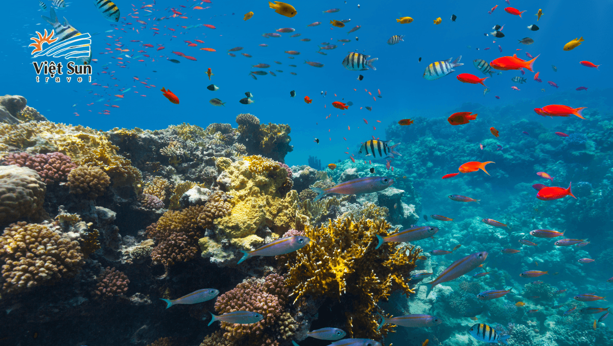 _Đảo Coral (đảo San Hô) (2).png