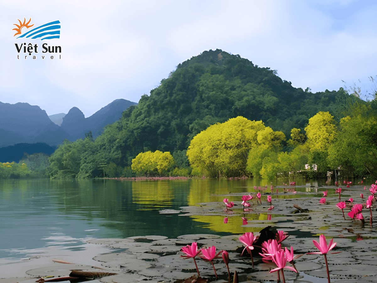 Dòng suối Yến thơ mộng mùa hoa súng nở rộ
