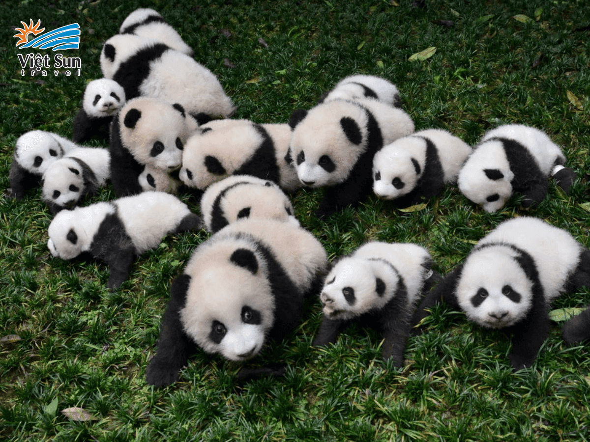 Khu bảo tồn Gấu trúc Cửu Trại Câu