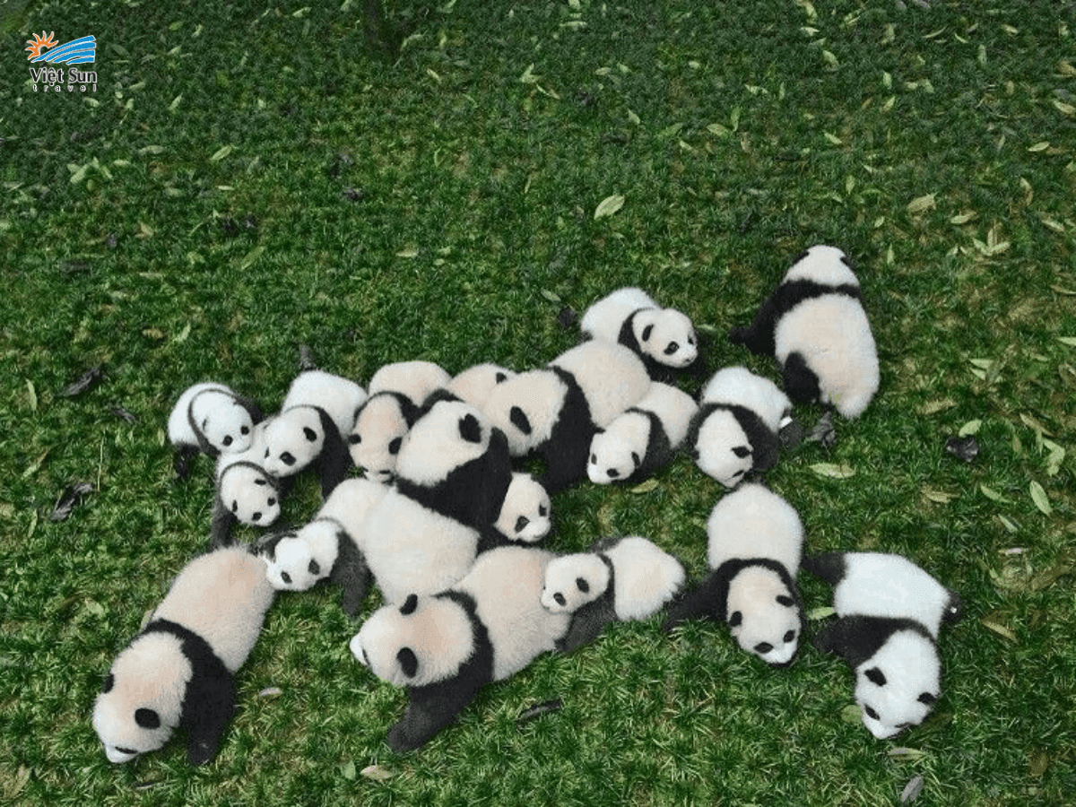 Khu bảo tồn Gấu trúc