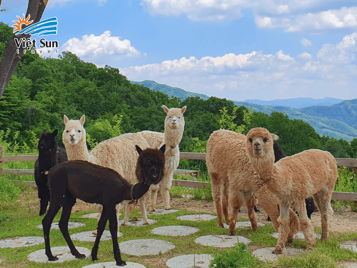 Lạc đà alpaca thân thiện tại Alpaca World