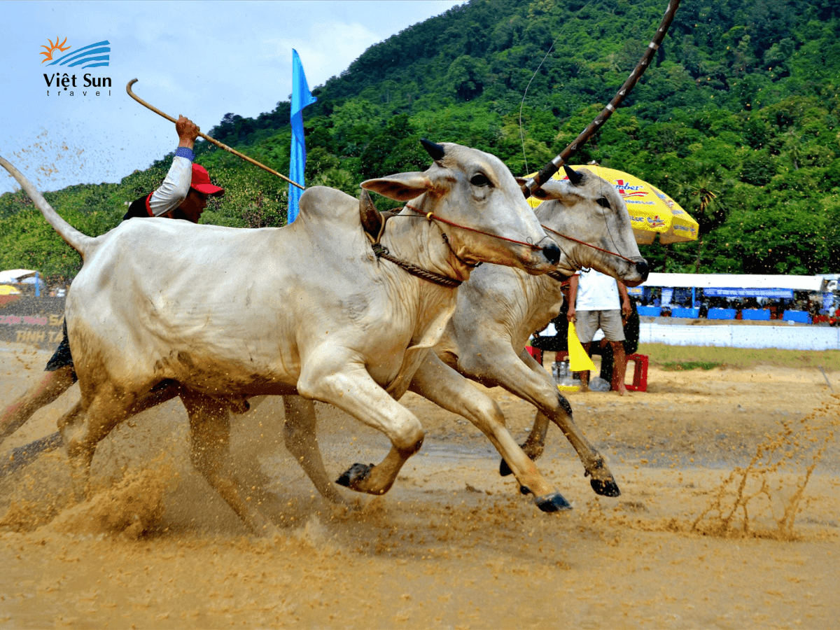 Lễ hội đua bò Bảy Núi (An Giang)