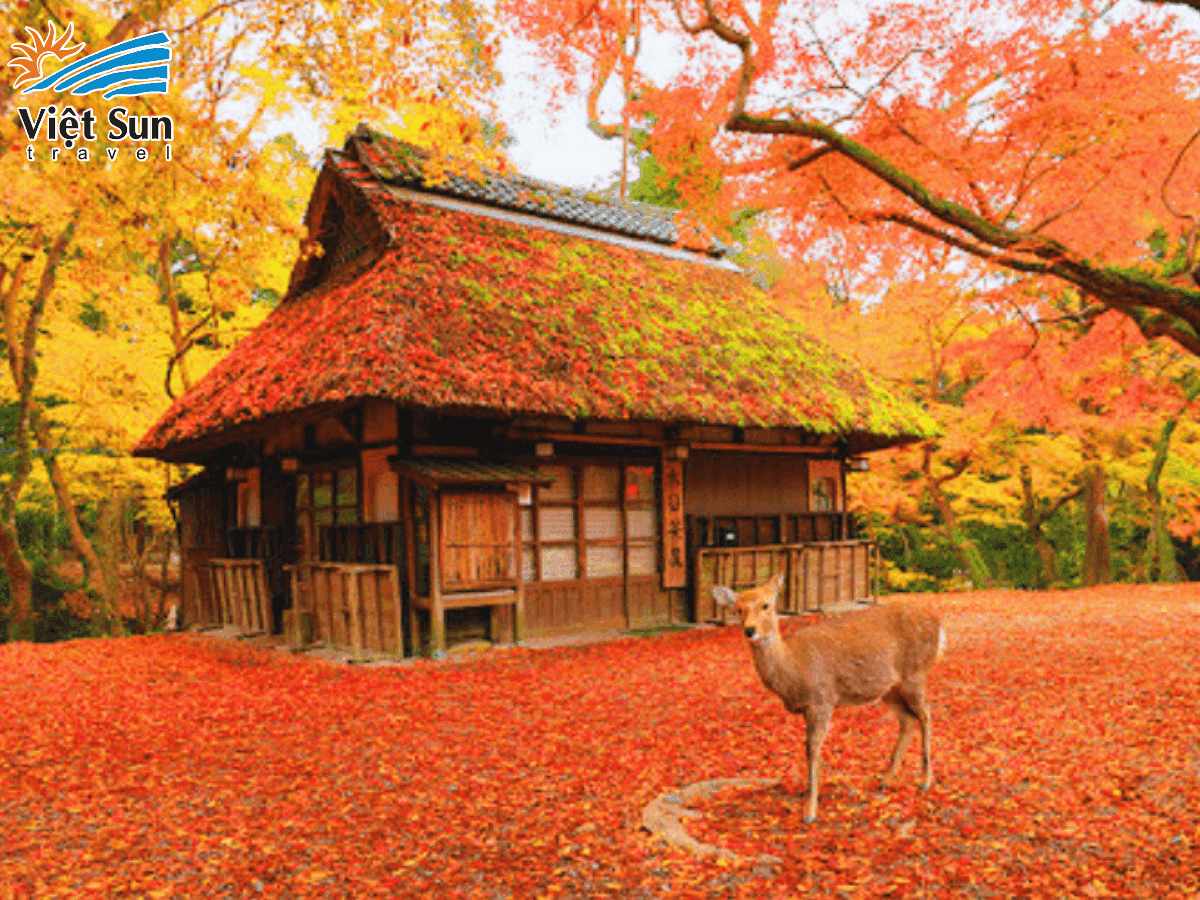 Nara Park.png