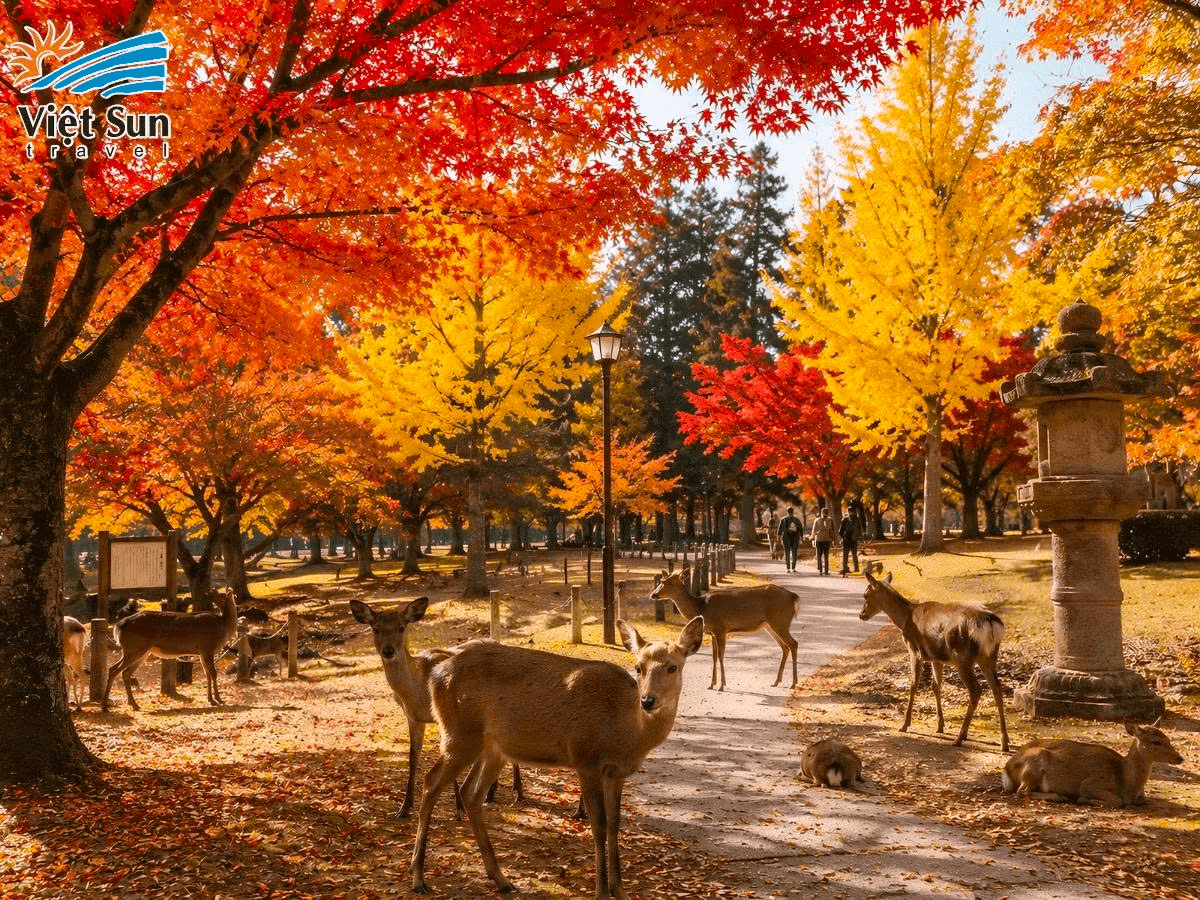 Nara Park.png