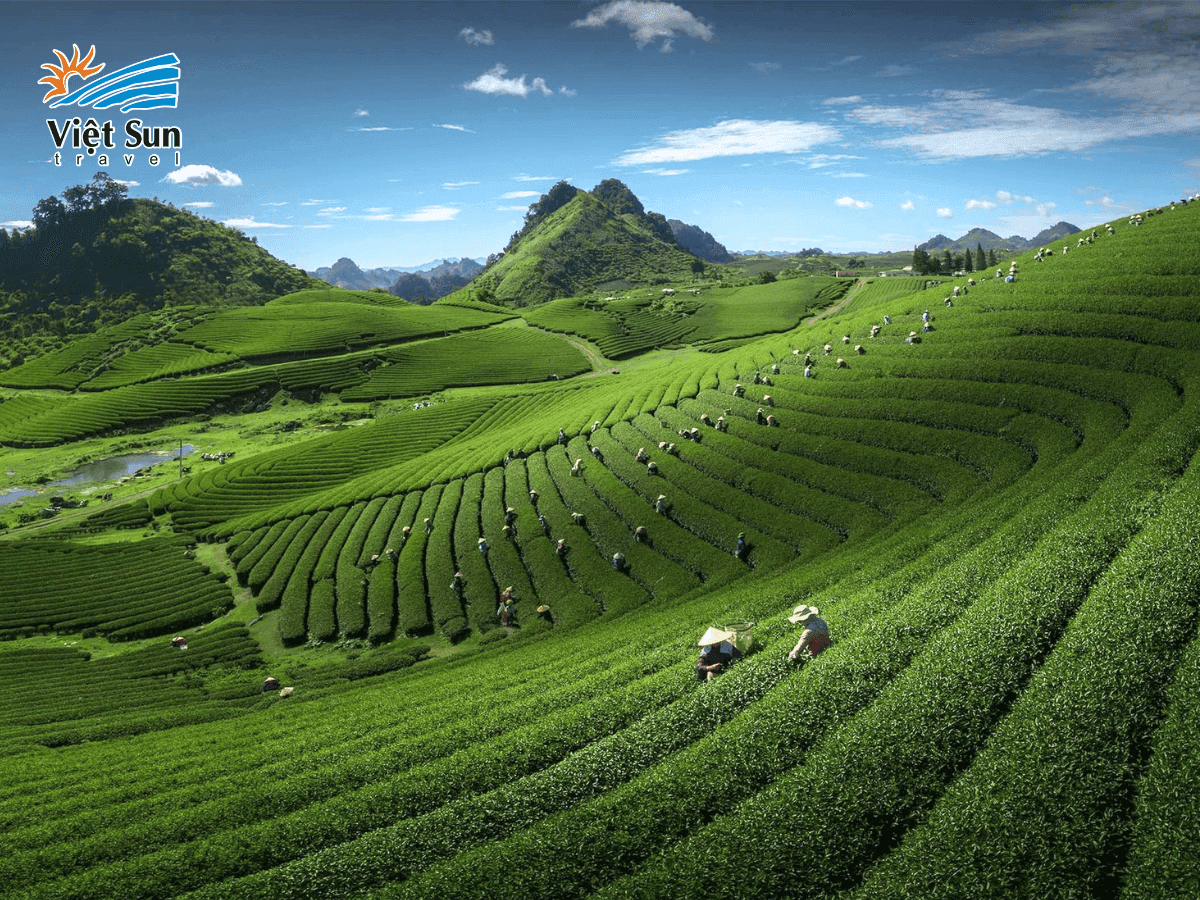 Những đồi chè xanh bạt ngàn tại Mộc Châu