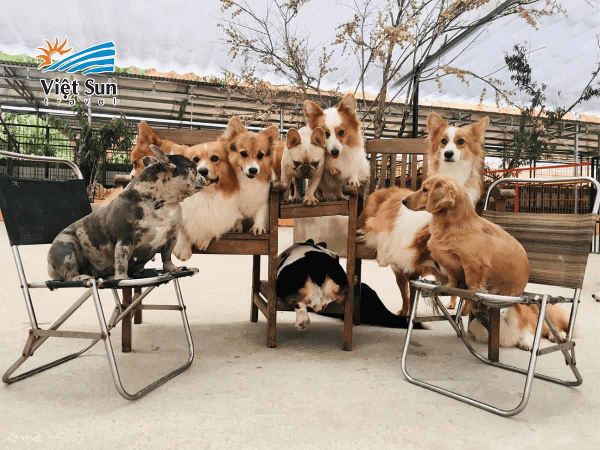 Đoàn ghé tham quan Puppy Farm