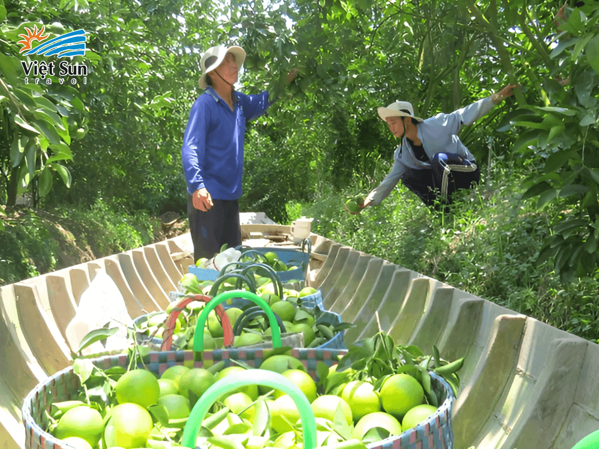 Quy trình thu hoạch cam xoàn Hậu Giang