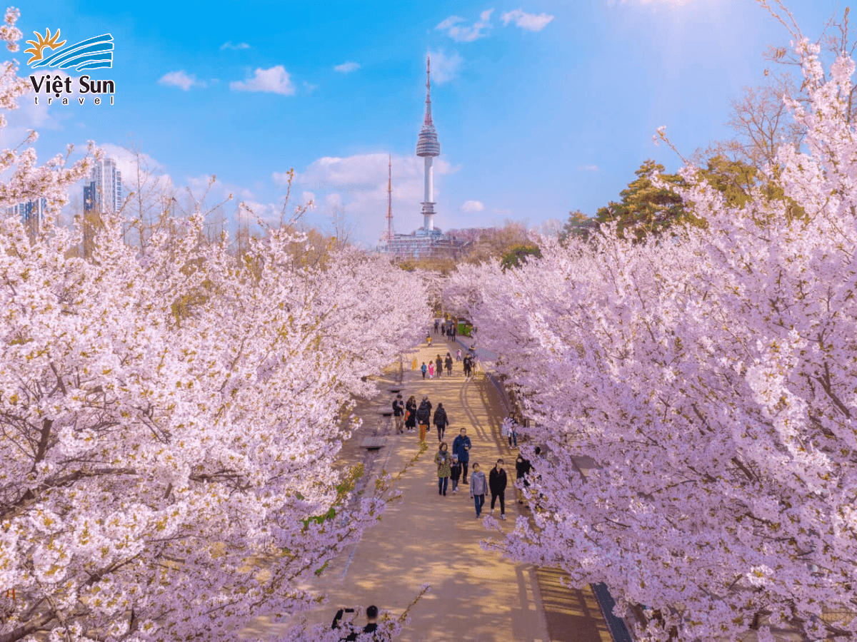 Tham quan tháp Namsan vào mùa xuân