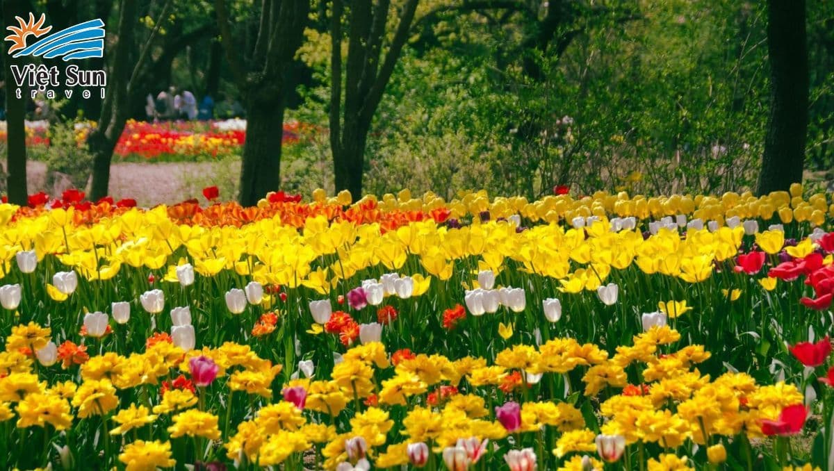 Tour Hàn Quốc ngắm hoa tulip
