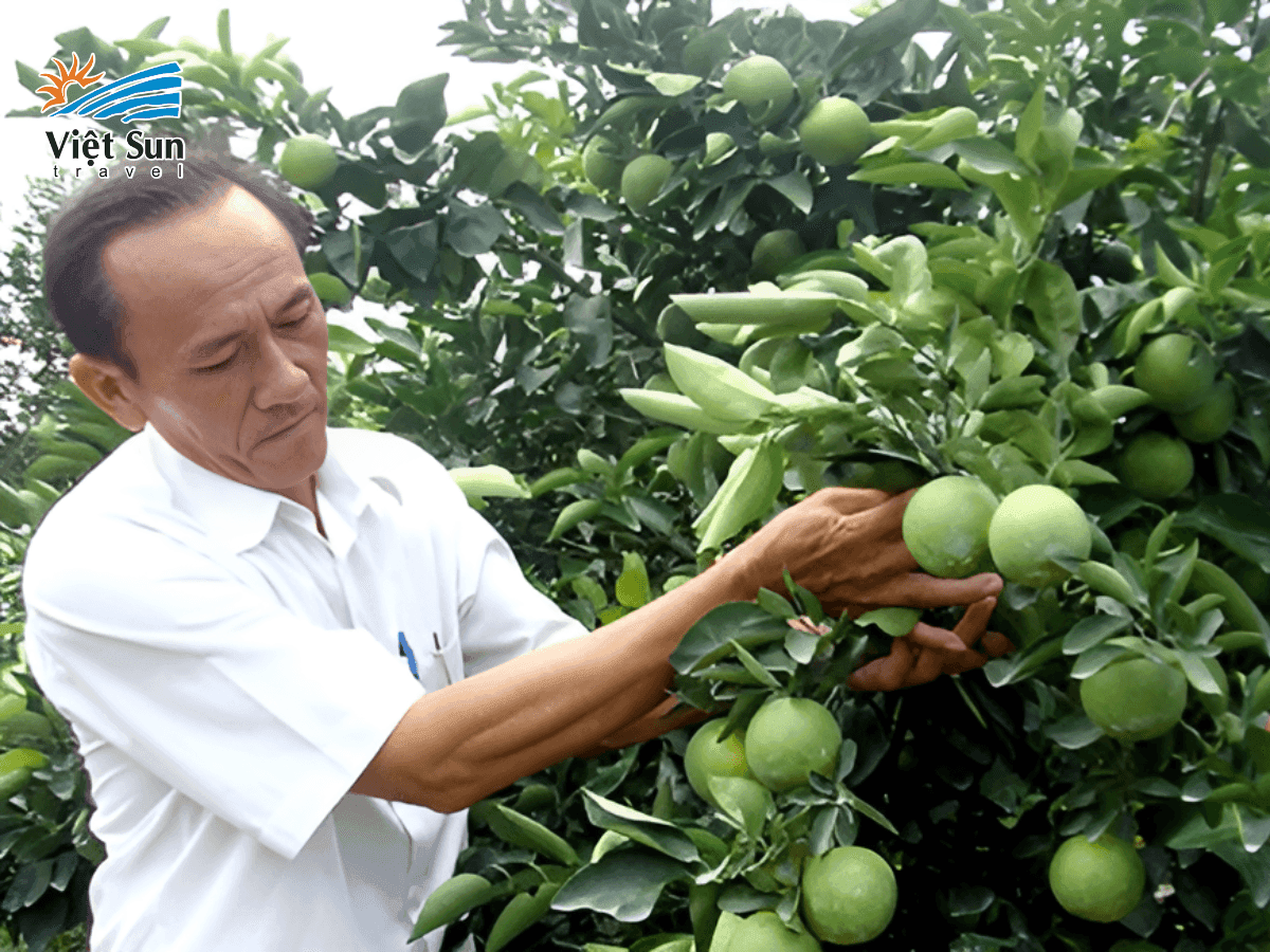 Trải nghiệm du lịch vườn cam xoàn Hậu Giang