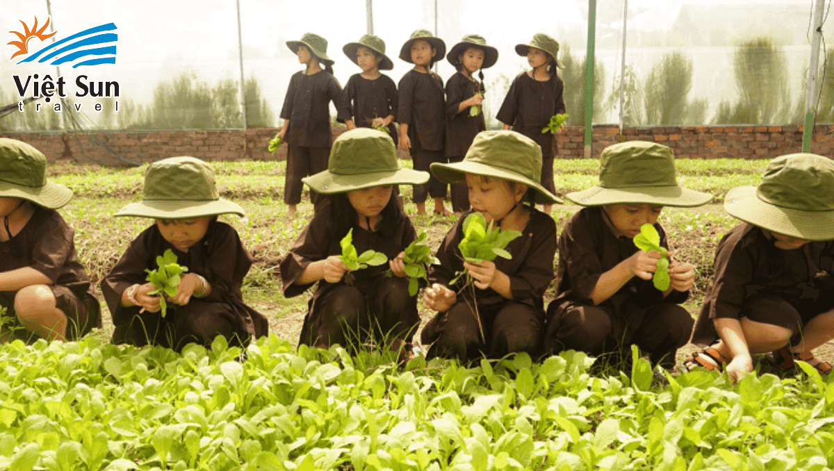 Trồng và thu hoạch rau