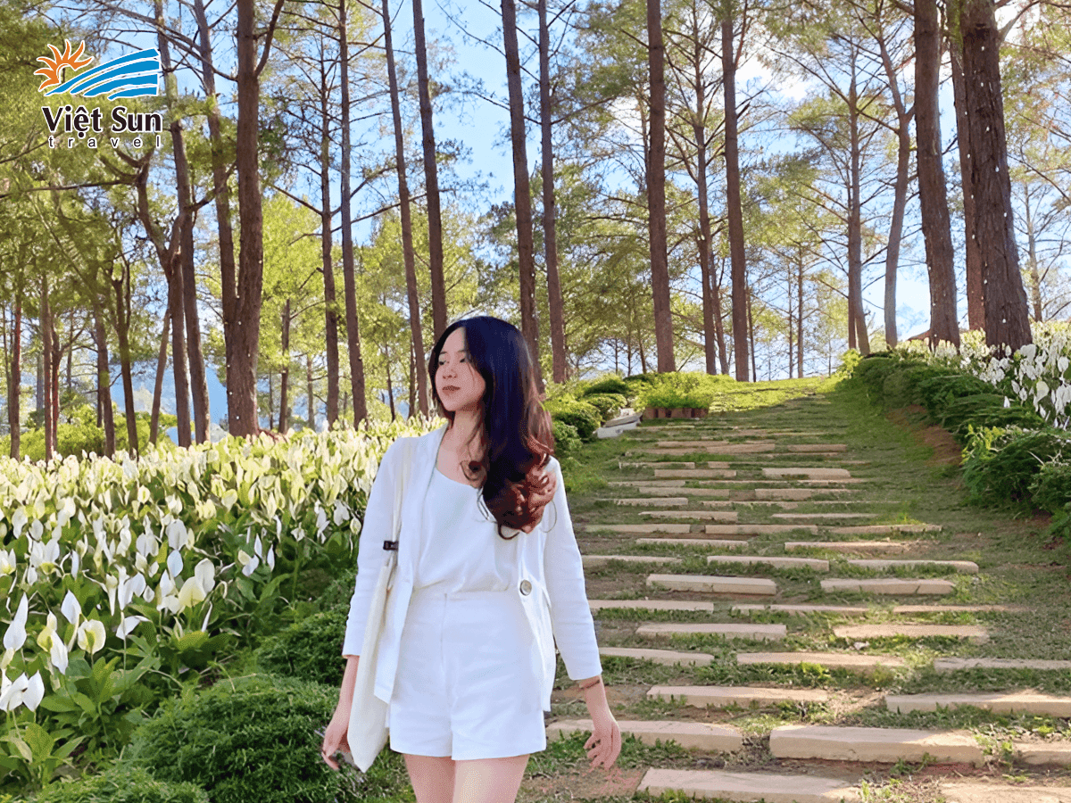 Vẻ đẹp hoang sơ của Rừng thông Bản Áng.png