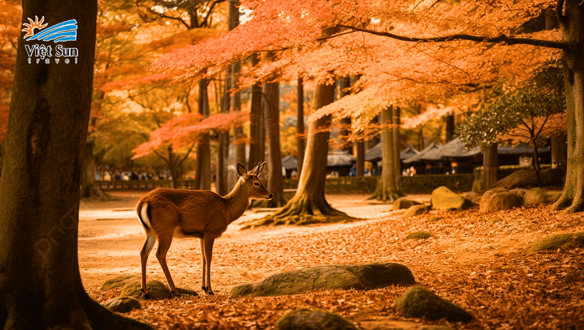 Công viên nara park vào thu