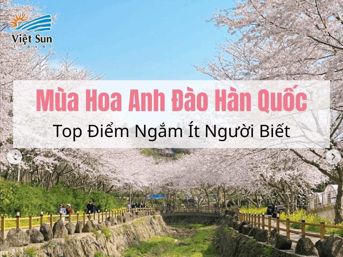 Mùa Hoa Anh Đào Hàn Quốc: Top Điểm Ngắm Ít Người Biết