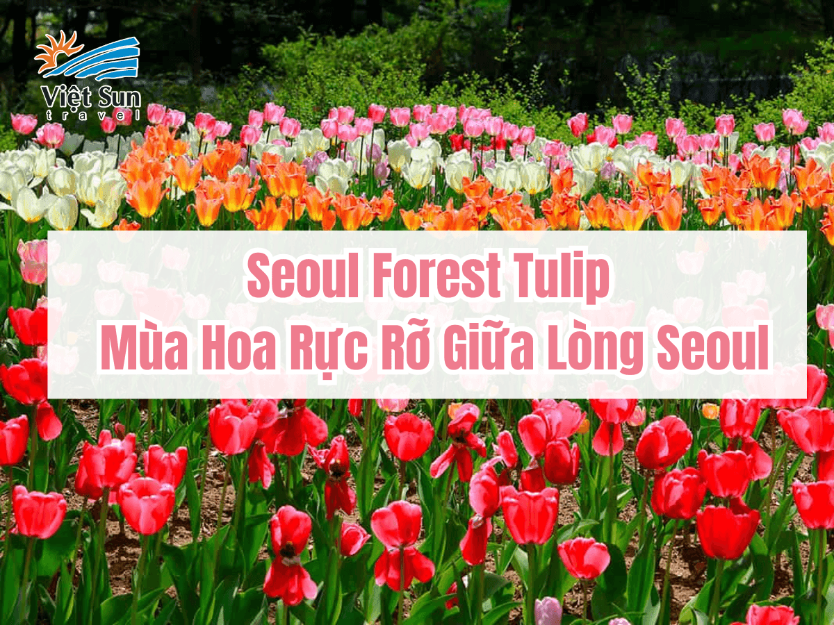 Seoul Forest Tulip – Mùa Hoa Rực Rỡ Giữa Lòng Seoul