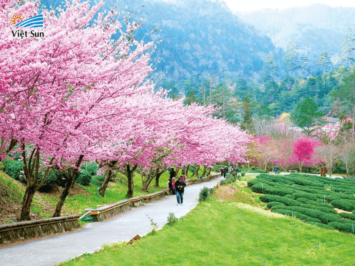 Bừng sáng nông trường Vũ Lăng trong sắc hoa mùa xuân