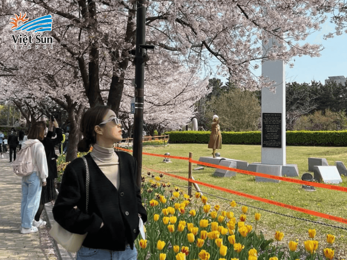 Busan hoa anh đào hòa quyện cùng cảnh biển thơ mộng