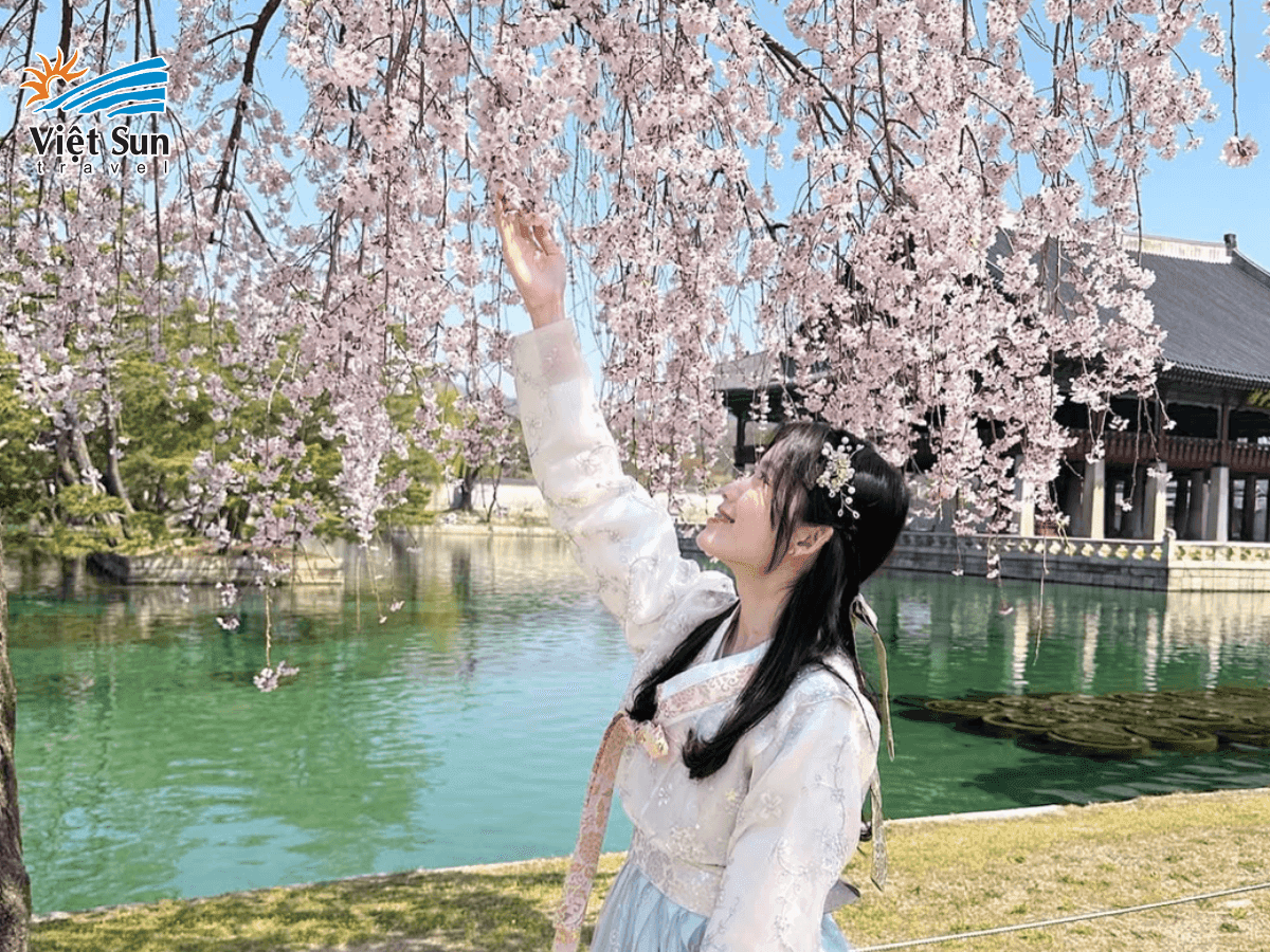Cảnh Phúc Cung mùa xuân rực rỡ giữa sắc hoa anh đào nở rộ