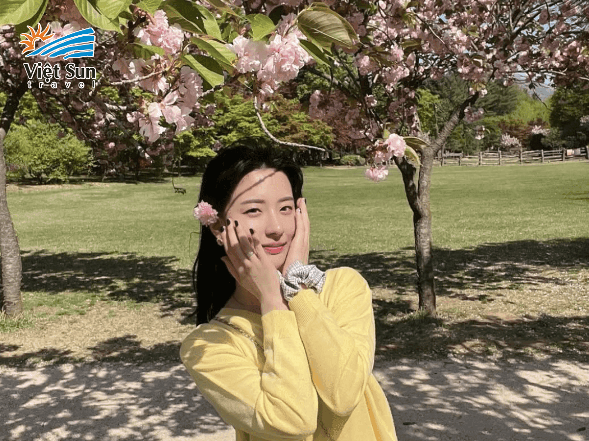 Cảnh hoa anh đào nở rộ trên Đảo Nami vào mùa xuân