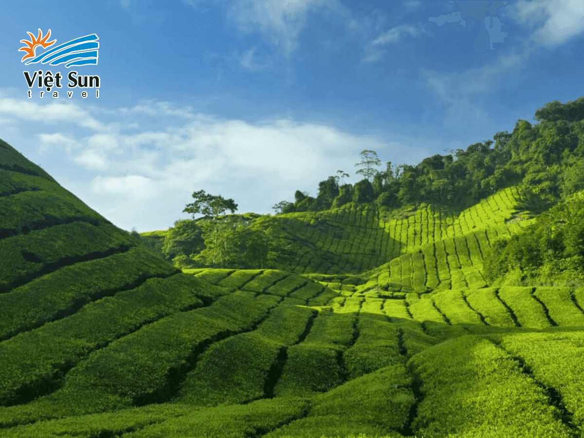 Cao nguyên Cameron Highlands - với bầu không khí trong lành và thơ mộng