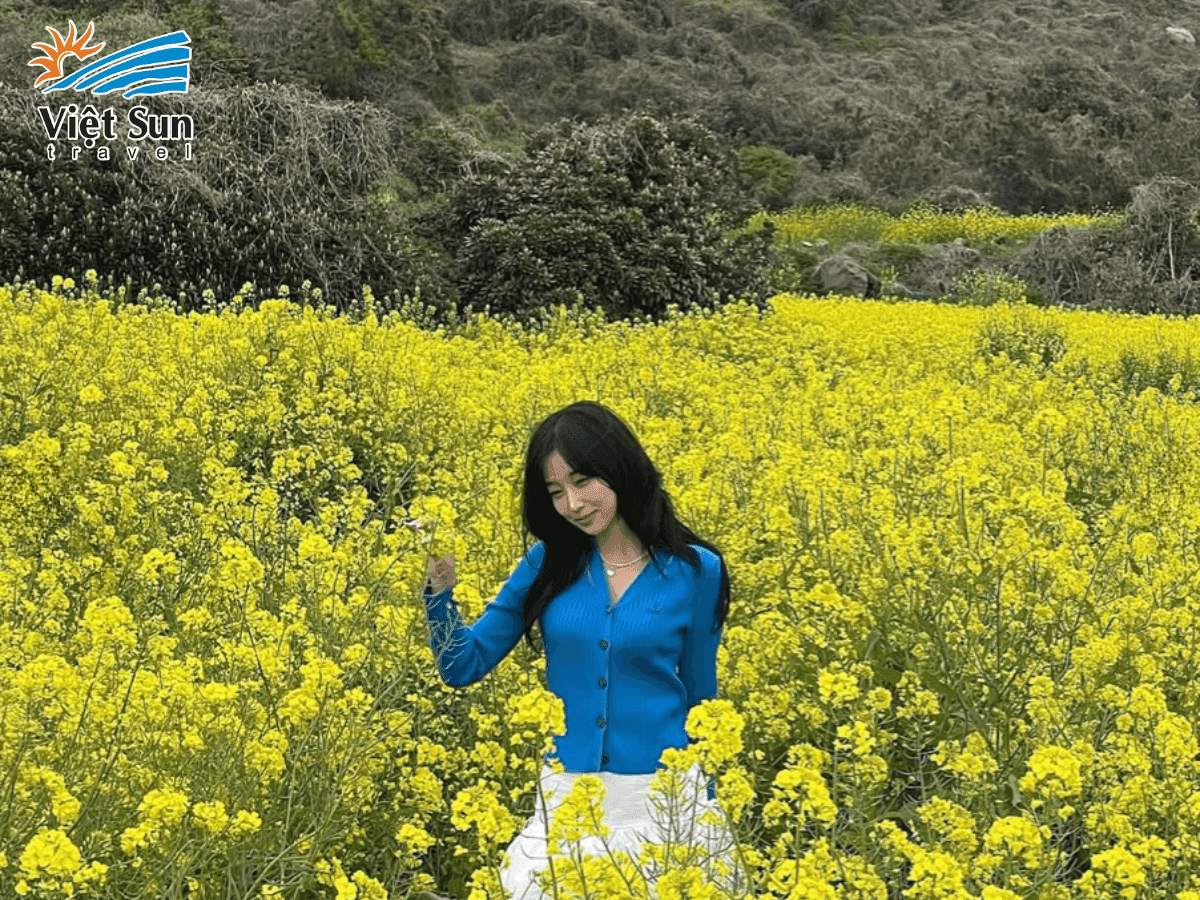 Check-in cánh đồng hoa cải vàng tại đảo Jeju