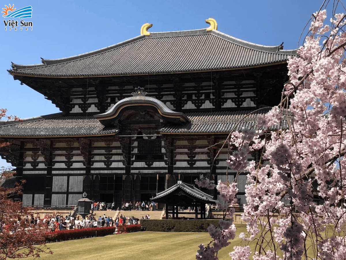 Chiêm ngưỡng hoa anh đào nở rực tại Todaiji