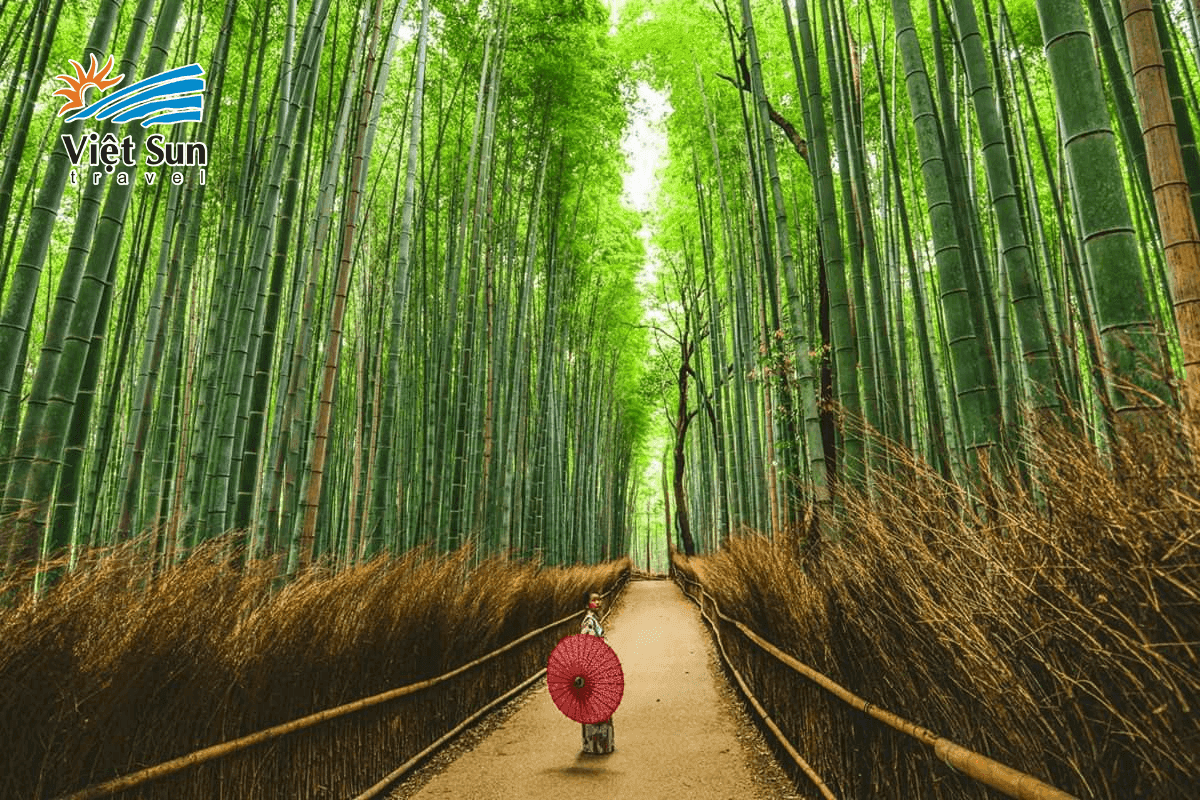 Con đường rừng tre Arashiyama Kyoto huyền ảo trong nắng sớm.