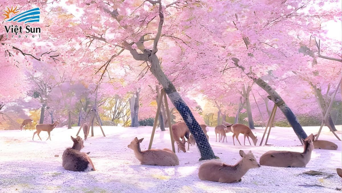 Công viên Nara Park TOUR NHẬT BẢN