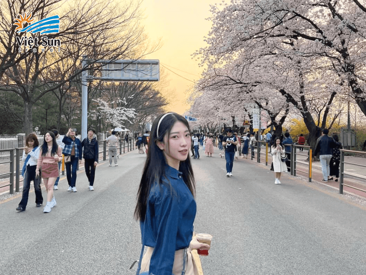 Công viên Yeouido Seoul rực rỡ sắc hoa anh đào Hàn Quốc, điểm đến lý tưởng cho mùa xuân