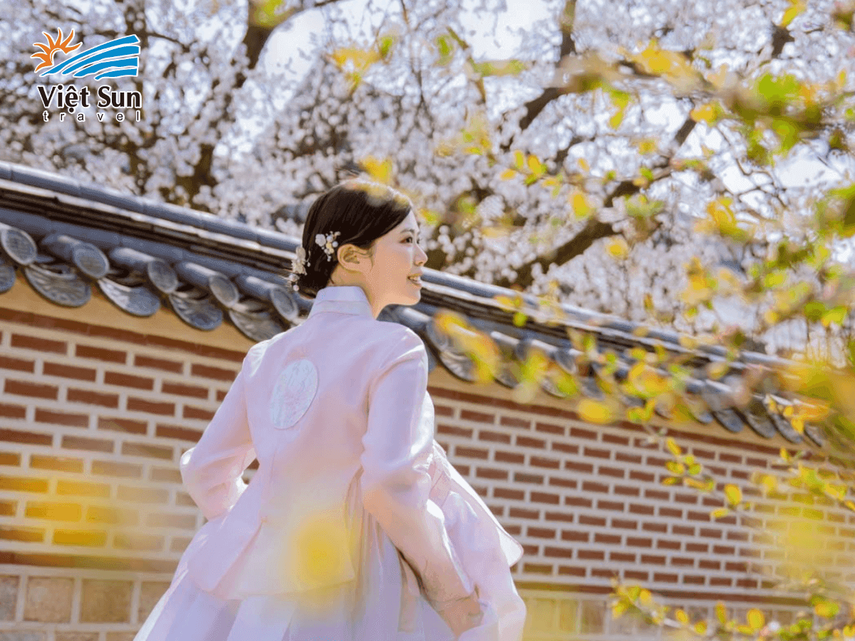 Cung điện Gyeongbok cổ kính hòa mình trong sắc hoa anh đào Hàn Quốc lãng mạn