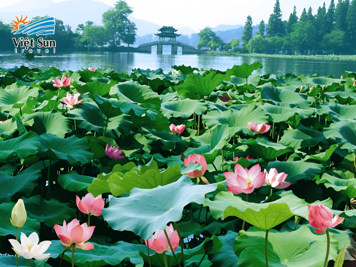 Đầm sen nở ngát giữa Khúc Viện, điểm đến mùa hè đầy thi vị.png