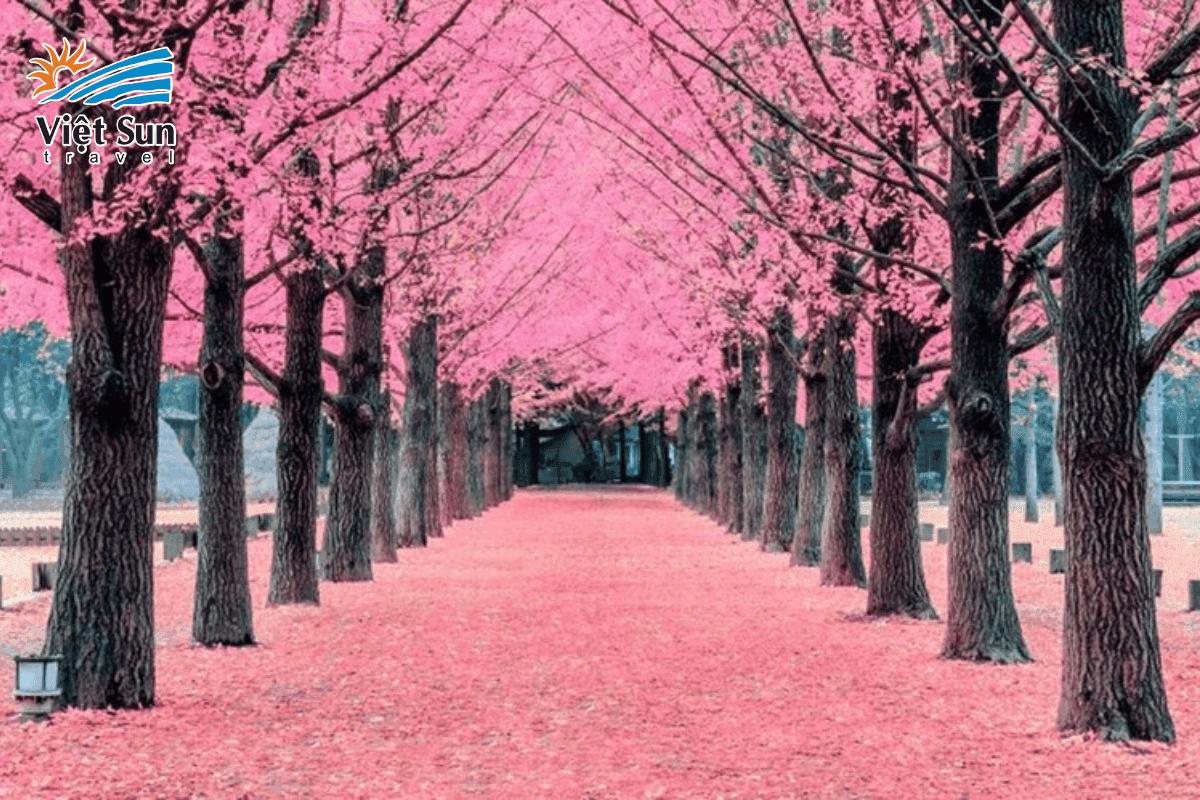 Đảo Nami rực rỡ sắc xuân