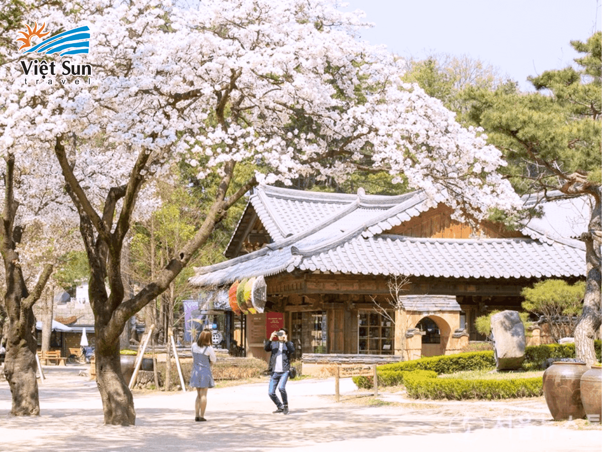 Đảo Nami thơ mộng với hoa anh đào khoe sắc mùa xuân