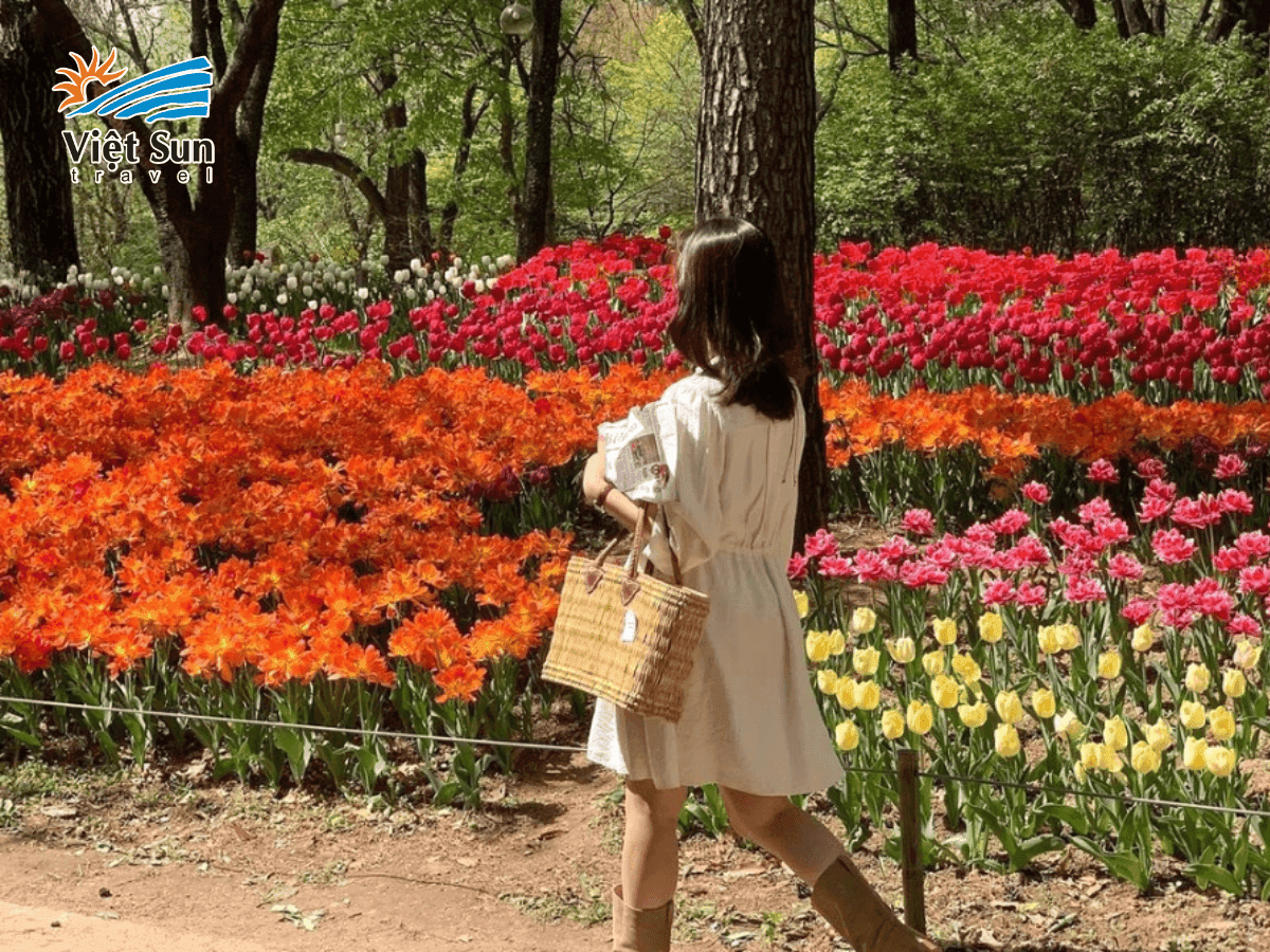 Dạo bộ giữa rừng hoa tulip rực rỡ và ghi lại những khoảnh khắc 'sống ảo' tại Seoul Forest