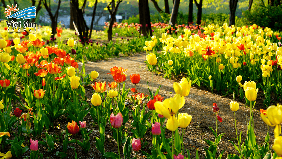 Dạo bước tại Công viên Seoul Forest Hàn Quốc