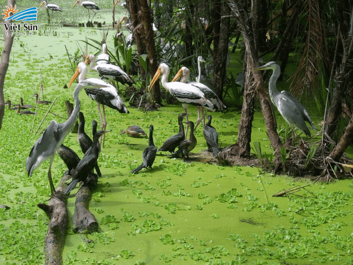 Động vật ở rừng tràm trà sư