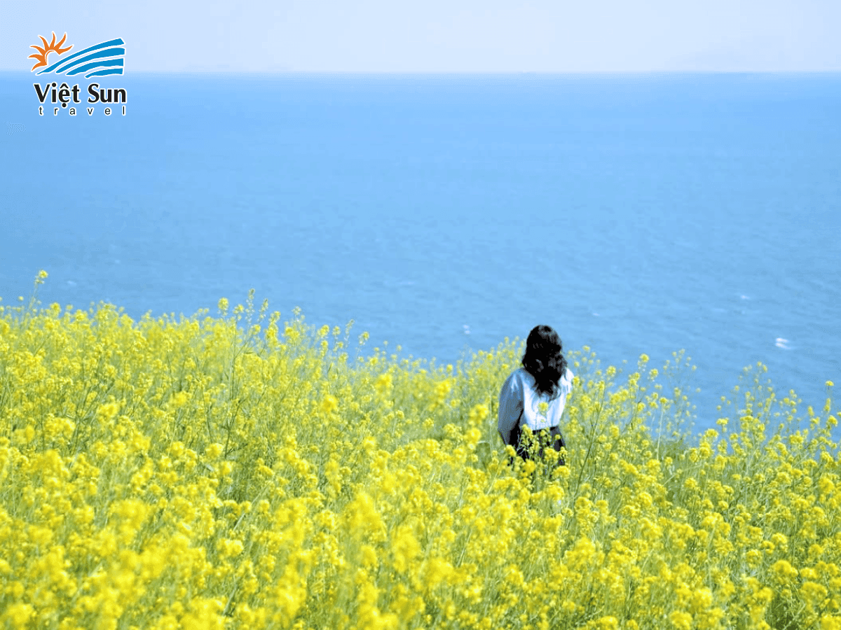 Du lịch đảo Jeju - Thiên đường của cảnh quan núi lửa và biển xanh