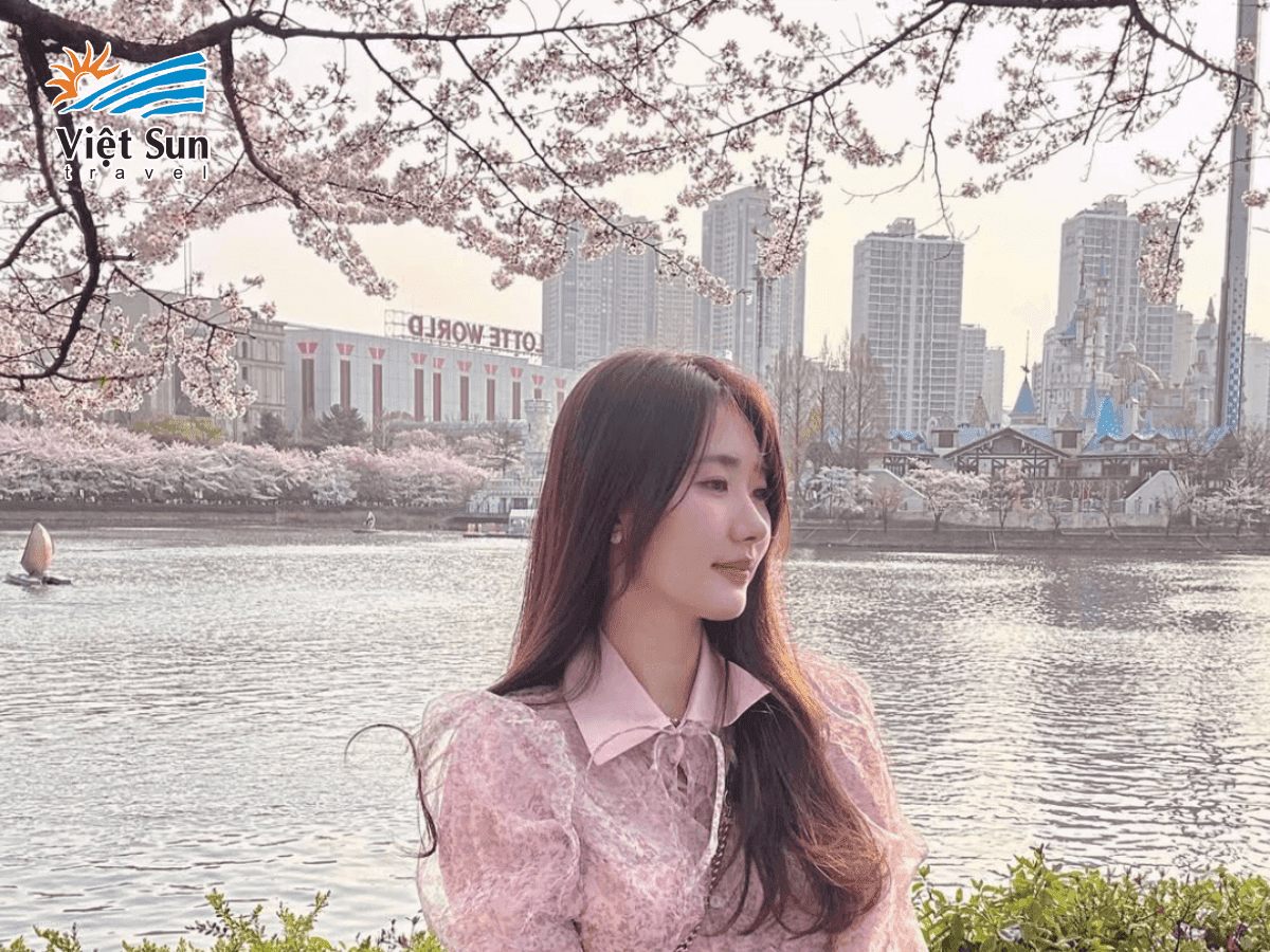 Đường hoa Seokchon với sắc hoa anh đào Hàn Quốc rực rỡ, lý tưởng để check-in và dạo chơi