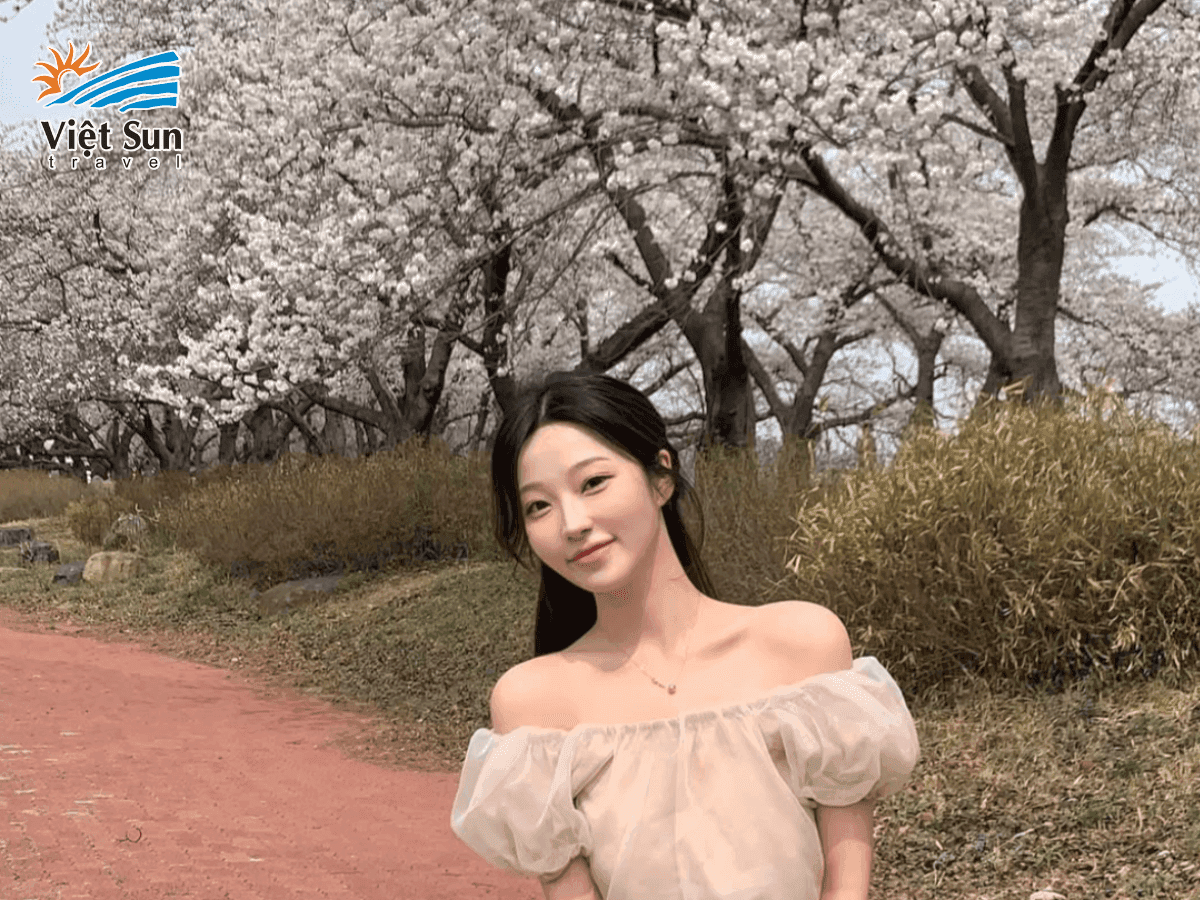Gyeongju - Hoa anh đào khoe sắc trên nền di sản cổ kính