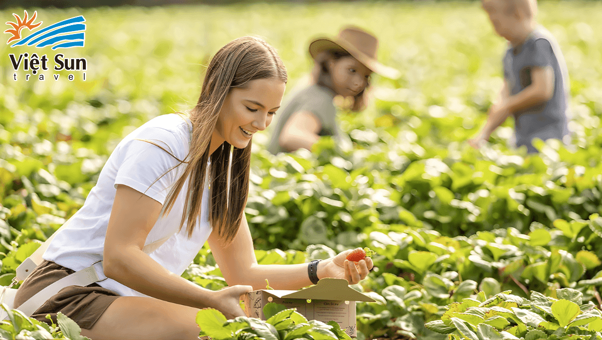 Hái dâu tại thị trấn Hahndorf.Viet Sun Travel