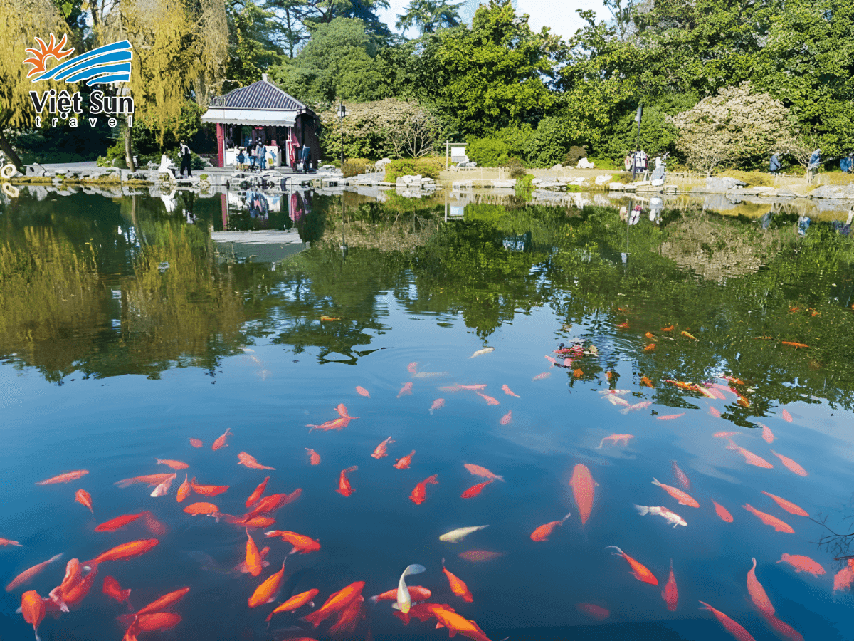 Hồ cá rực sắc hè, điểm dừng chân yên bình ở Tây Hồ.png